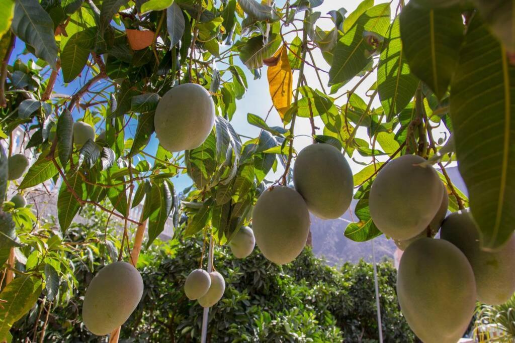 Vivienda Vacacional La Finca Los Palmitos 外观 照片